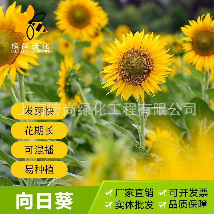 Семена декоративных мини-подсолнухов с двойными лепестками, семена подсолнухов «Мишка», подходящие для посадки в горшках в любое время года.