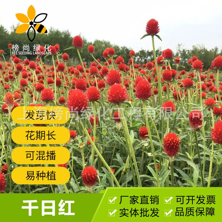 База прямых продаж семена цветов тысяча дней фиолетовый тысяча дней красные семена озеленение двор декоративные трава цветочные семена