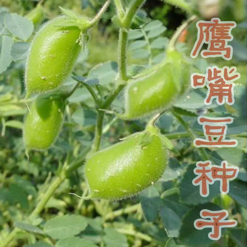 Семена нута тендер с нежной рассады можно съесть тонкокожую персиковую Фасоль семена цветов Семена трав Семена