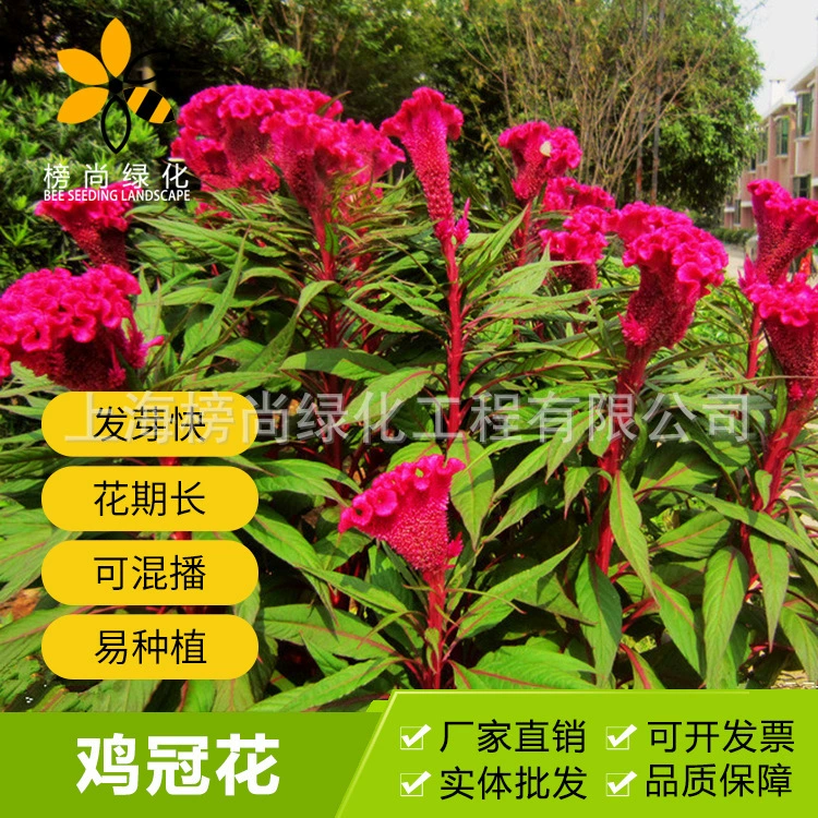 Семена растения «Коготь орла» можно высаживать в любое время года, подходят для выращивания в горшках на балконе и в саду, многолетние коротковетные цветочные семена.