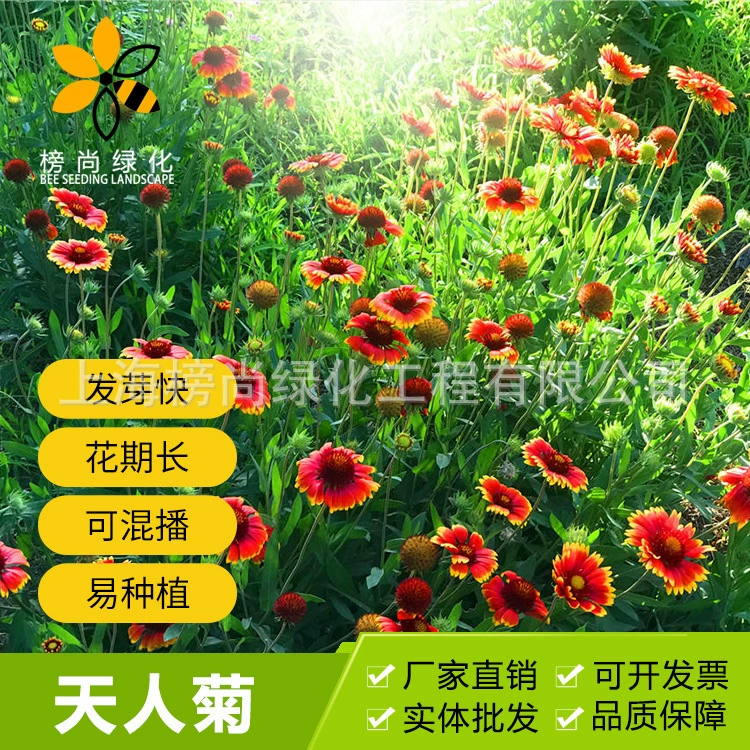 Тянгрен семена хризантемы многолетние семена декоративных цветов Four Seasons двор балкон горшечные цветочные семена