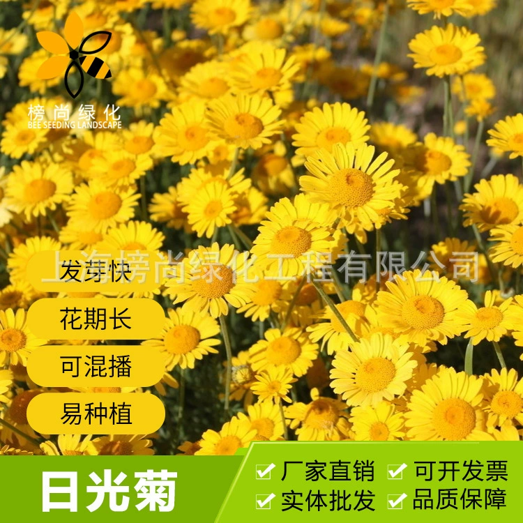 Поставка оптовых цветов Семена подсолнечника сад озеленение посадки большая скидка Добро пожаловать на консультацию
