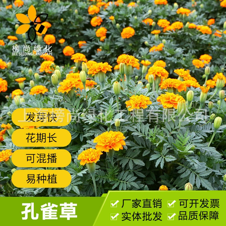 Оптовая травы цветочные семена Павлин семена травы Four Seasons Легко расти декоративные цветы в горшке двойной лепесток Павлин трава цветочные семена