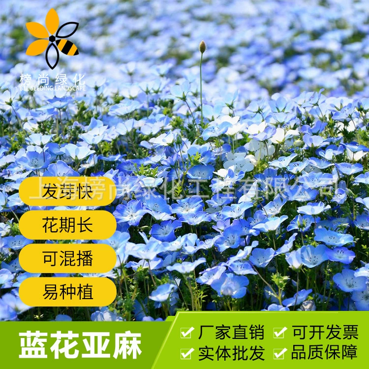 Семена льняного цветка синего цвета, многолетние травянистые семена цветов для двора, балкона, в горшках, легко выращиваемые, семена травяных цветов, цветущие в любое время года