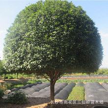 出售桂花树 湖南金桂花树冠幅饱满的大桂花树苗 高杆桂花价格