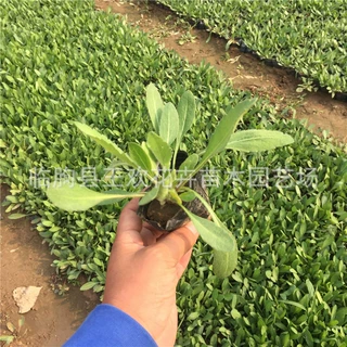 山东青州基地批发宿根花卉盆栽天人菊     天人菊种子花苞