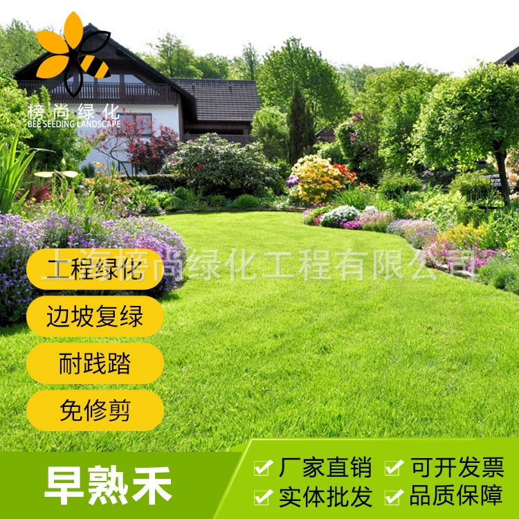 Семена луговой травы Семена карликовой травы без скашивания топтать-стойкие четырехсезонные многолетние семена зеленой травы