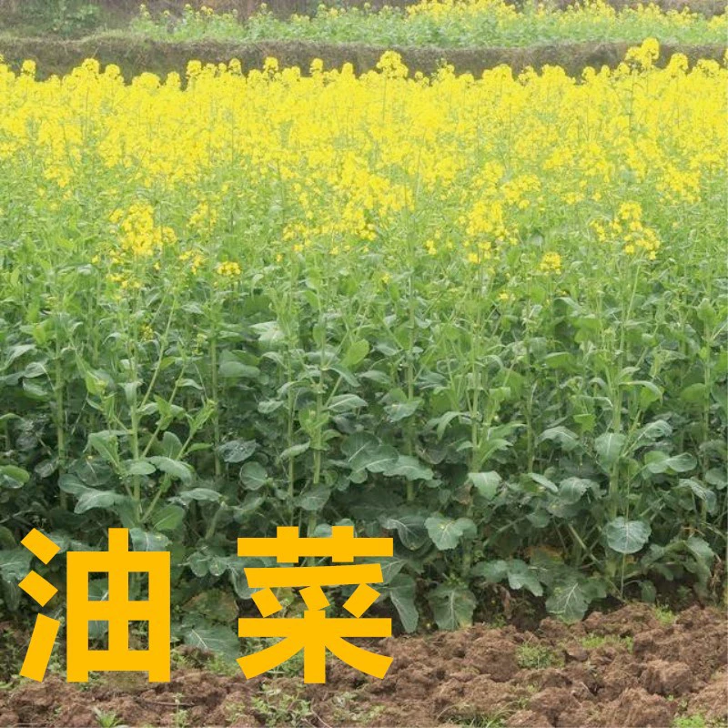 Оптовая Продажа Рапс Американский Рапс Семена Цветов Ландшафтный Маслопрессованный Цветок Морской Рапс Цветок Пейзаж Достопримечательности Рапс