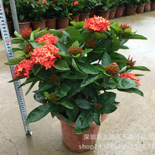 ��������ɫ����ֱ���^��ֲ���m���҃��⻨��ֲ��G���¼��´�t��