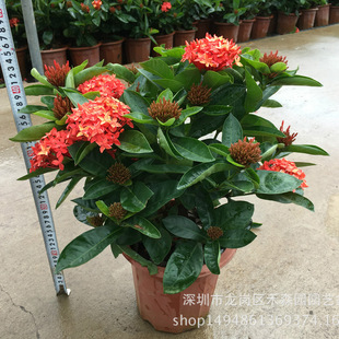 ��������ɫ����ֱ���^��ֲ���m���҃��⻨��ֲ��G���¼��´�t��