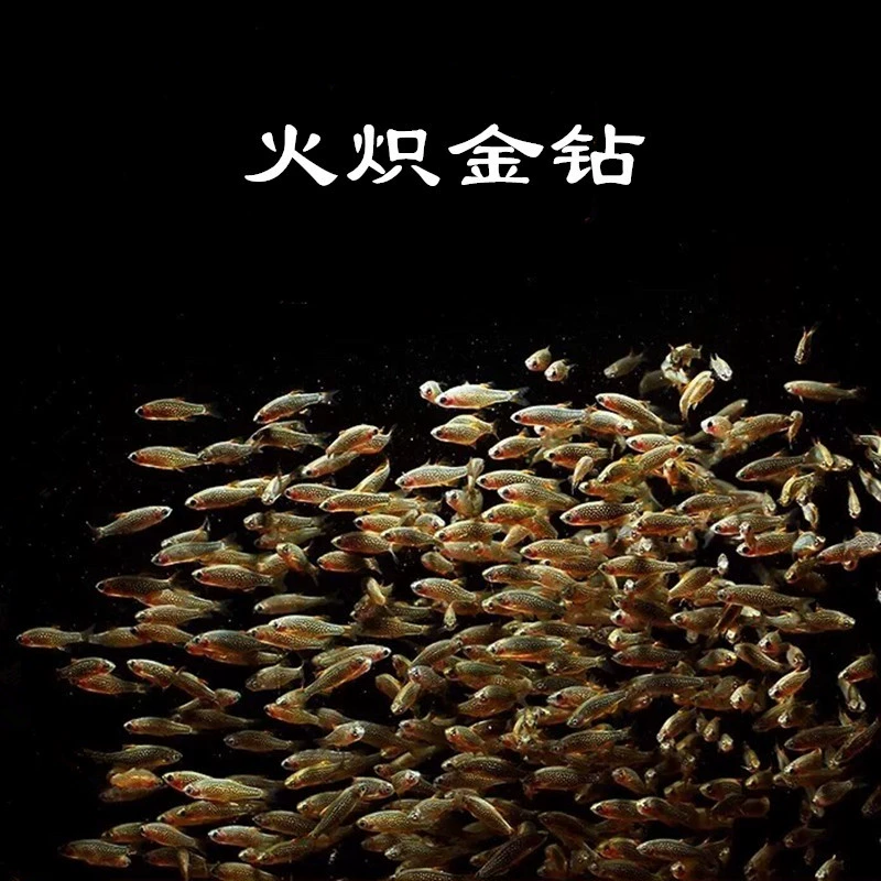 Тропические декоративные рыбы оптом огонь крыло золото алмаз рыба Галактика звезда алмаз легкая рыба Плавание Рыба живой пакет