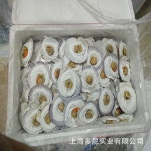 粉丝扇贝带肉烧烤食材经济实惠免洗粉丝扇贝小粒肉大粒肉1箱100只