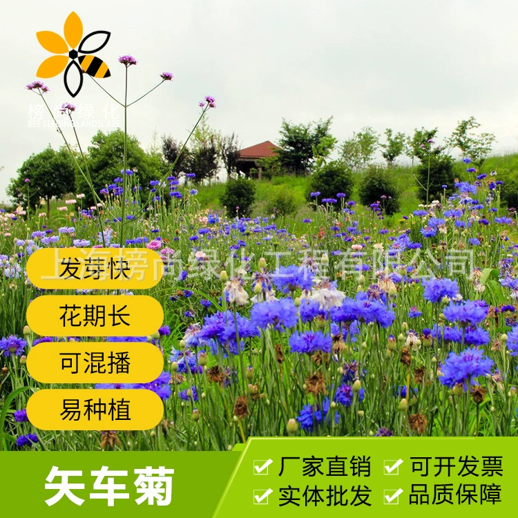 Оптовые поставки лекарственных цветочных семян василька высокого качества Four Seasons горшечные цветочные семена двор Цветок живописное место