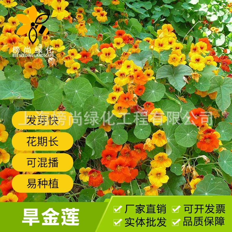 Семена настурции, семена цветов для всесезонного выращивания в горшках, семена цветов для вьющихся растений, легко выращиваемые многолетние цветочные семена для использования на открытом воздухе.