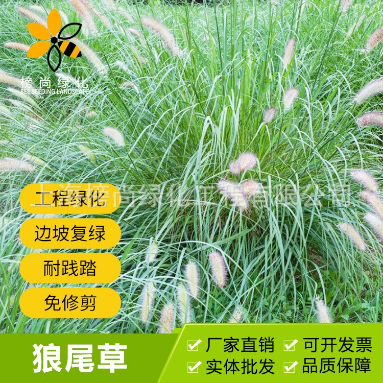 Проект озеленения Защита склонов Семена травы Декоративные семена Pennisetum Setaria Фиолетовый Спайк Pennisetum Семена газона