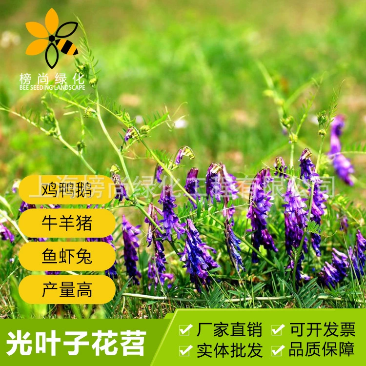 Оптовая ПРОДАЖА светло-листовой фиолетовый цветок семена шерсть Вика Крупный рогатый скот овцы кормовая трава корм питание растений богатое Большая скидка