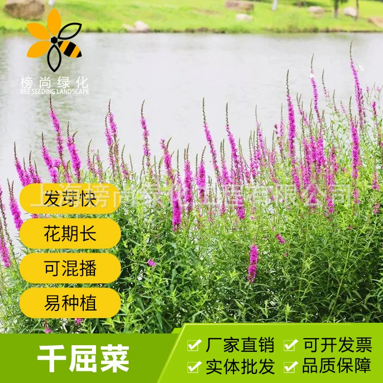 Семена цветов Семена ликолума лекарственные растения декоративные цветы выращивание сада садовые цветы семена ликолума