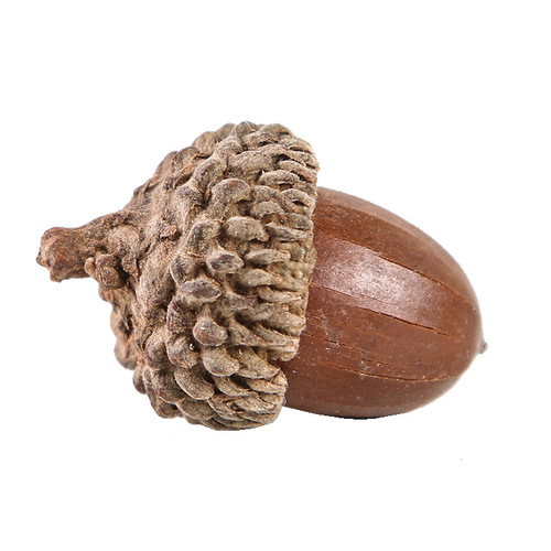 Oak hat, rubber shell, acorn home furnishings, hat, handmade DIY jewelry, handicraft pendant, photography props