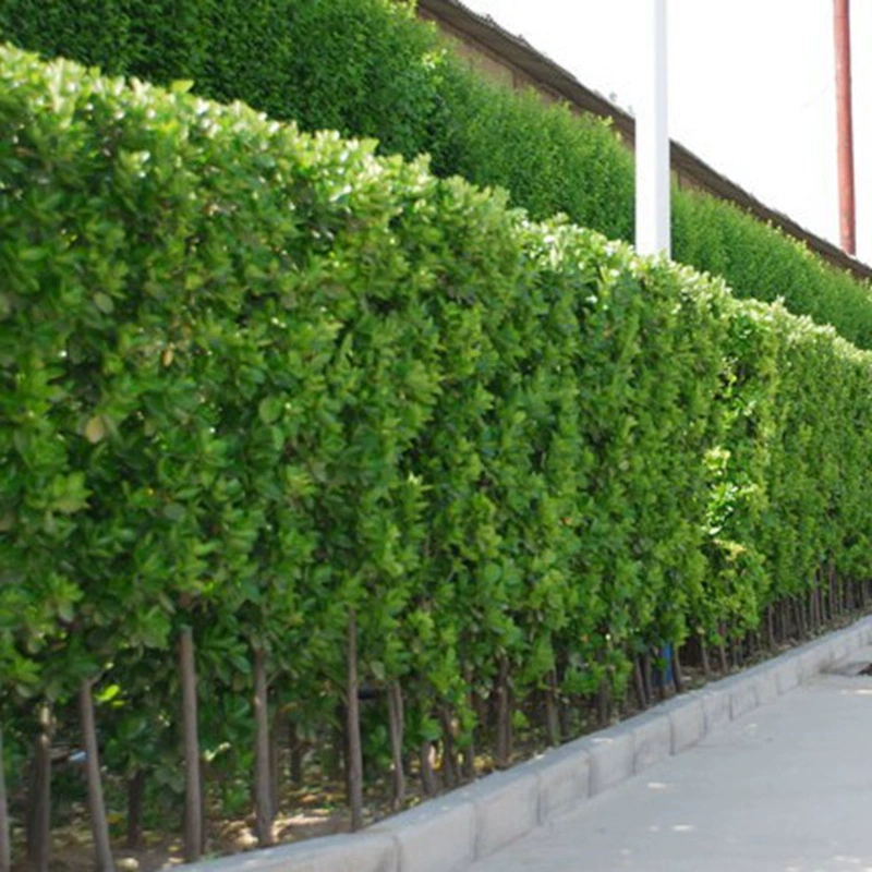 Саженцы голубики, саженцы крупнолистного боксуса, кустистая голубика, саженцы для садовых зеленых изгородей, саженцы голубики Хоккайдо