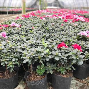 �����N16�� �����r�����ļ����N�� �G�� �������� ֲ������ �Gֲ