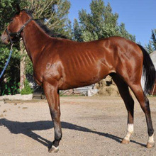 国内马匹养殖出售阿拉伯马跟国内品种改良马匹出售
