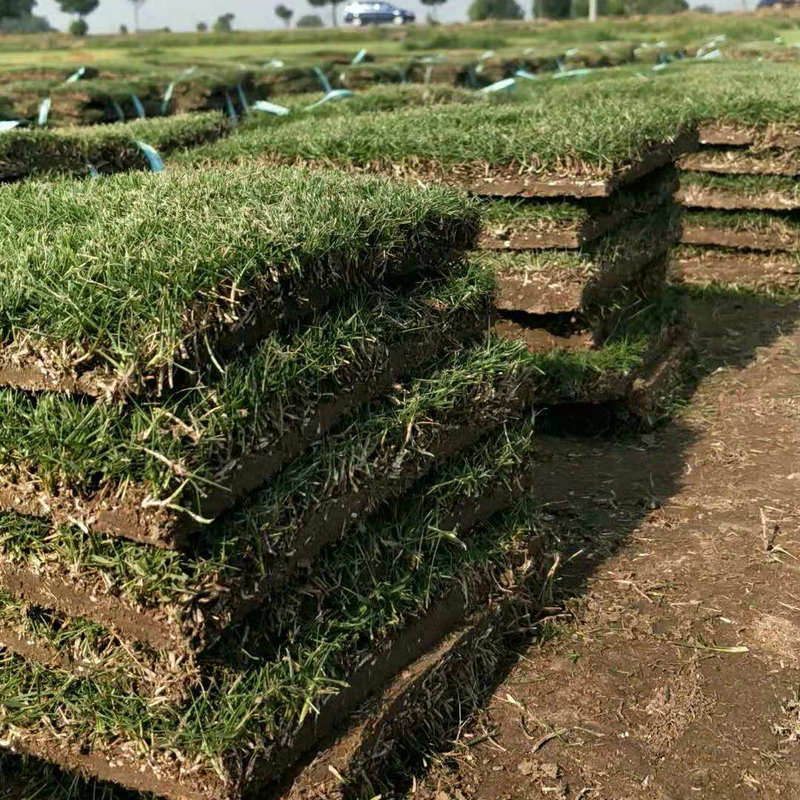 马尼拉草坪 马尼拉草坪结缕草 上海草坪基地直发 带泥土草皮