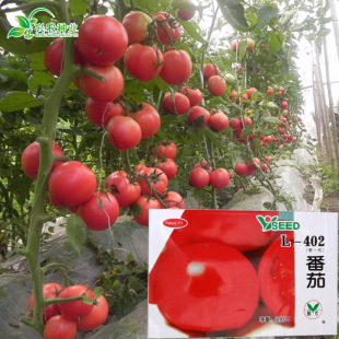 L402���ѷN�� �r��ˈ@����������t�������� �߲˷N��