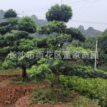 �����؏�8���ֵ������_�h�� 8cm�����_�h���~ƬM �Ӵη���