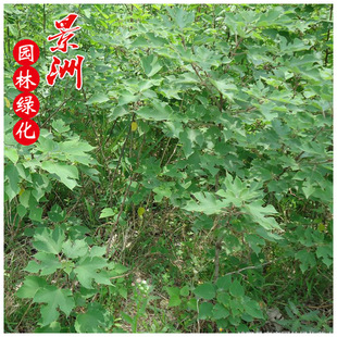 �@�ַN������ ����r�� ˮ��ֲ��������� ���� �P��ɏ���l