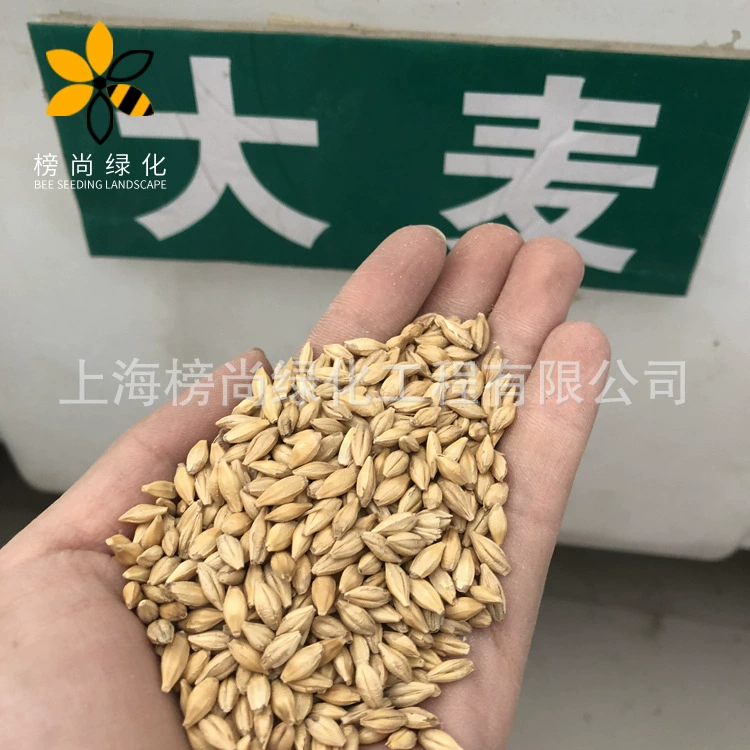 Семена кормовых трав райграсс овсяные семена ячменя семена бромеи без окраса Сладкая гречка горькая гречка семена старой пшеницы Awn