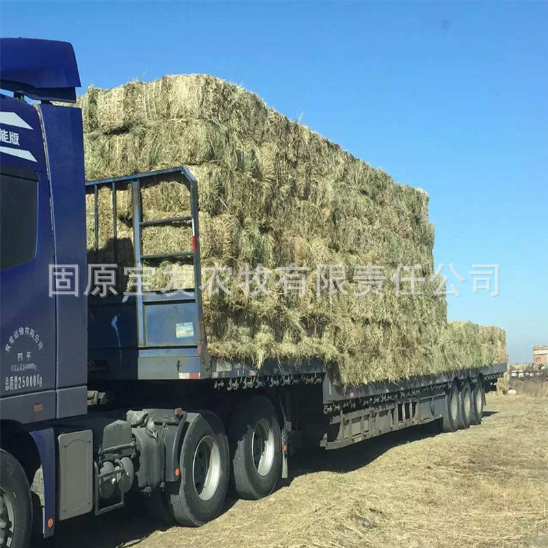 厂家种植动物园养殖场羊草草捆 碱草牧草饲草碱草率95%干草批发