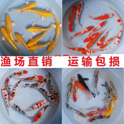 淡水冷水观赏鱼室外景观好养锦鲤鱼红白大正三色活鱼鱼苗批发鱼
