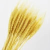 Yellow (50)