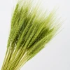 Tender green (50)