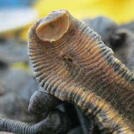 精选湖北水蛭干粉金线清水吊干货不增重专业批发量大从优药用