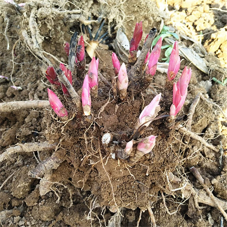 Китайская травяная рассада оптом в горшках