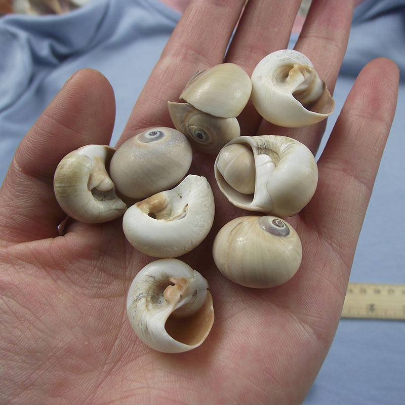 Cat's Eye Shells and Conch - Wholesale, Epoxy Resin Sealing Materials, DIY Crafts Materials, Marine Products