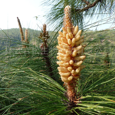 2024 Pine pollen raw material Production and processing Yunnan pine pollen fresh Pine pollen dilapidated wall