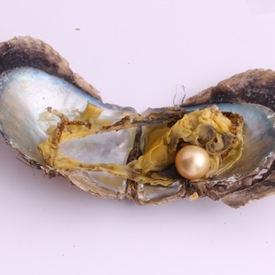 �z����12-14mm΢覵�ˮ��ɫ���麣ˮ������ˮ�aĵϠ��DIY������