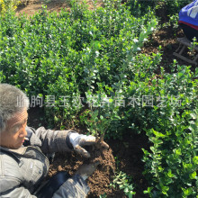 批发胶东卫矛苗  常绿灌木高度80卫矛篱    规格齐全常绿丛生绿篱