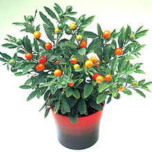 ��ɺ������ ���c��������� ������ ���齷�_����ɺ�����^������