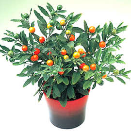 冬珊瑚盆栽 吉庆果苗多年生 看樱桃 珍珠椒开心桃珊瑚豆观果盆栽