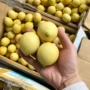 安岳新鲜黄柠檬