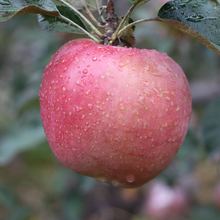 『陕西礼泉富士苹果』陕西红富士脆甜多汁新鲜应季水果膜袋皮薄