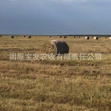 现货批发 厂家生产今年新草动物园养殖场牧草饲草羊草草捆碱草料