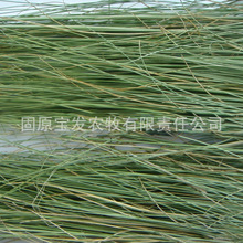 羊草动物园碱草养殖场赛马场牛羊马草料牧草草捆草饲料草场批发