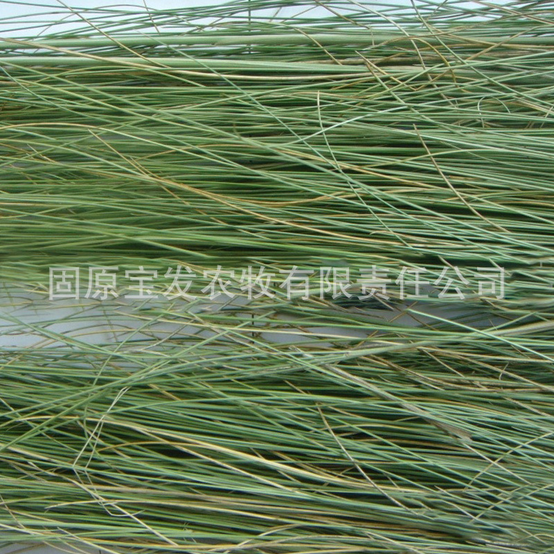 羊草动物园碱草养殖场赛马场牛羊马草料牧草草捆草饲料草场批发