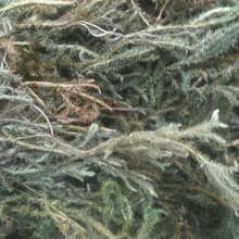 �S�ҹ����Gë�� é�����ë��������ͤ���b� ��ˇԭ�����l