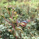 Yunnan Phnom Penh rose tea Yunnan petal rose Phnom Penh rose origin wholesale factory