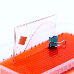 水往玻璃上爬 科學實驗 stem創客教育材料科技小製作毛細現象小學